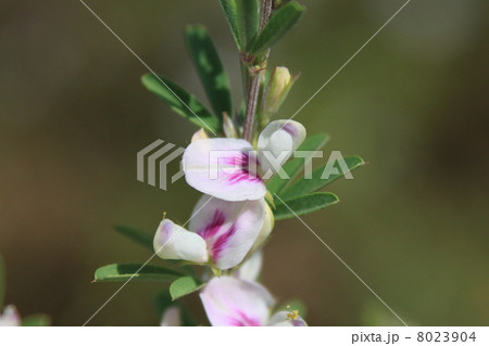 メドハギの花 メドハギの花 8023904