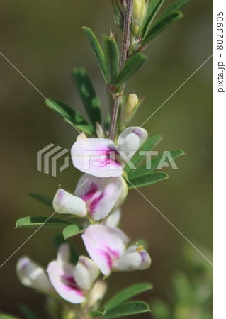 メドハギの花 8023905