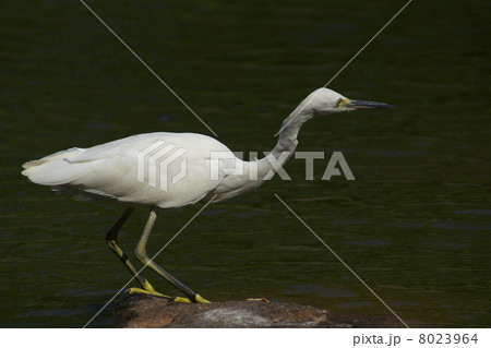 コサギ水辺右向き乗出す 8023964