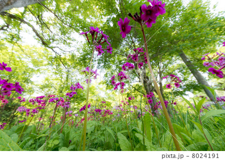 クリンソウ自生地にて（広角接写） 8024191