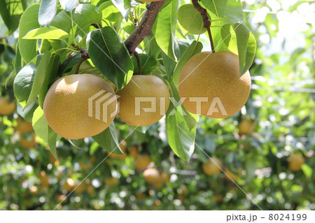 果樹園の梨 果樹園の梨 8024199