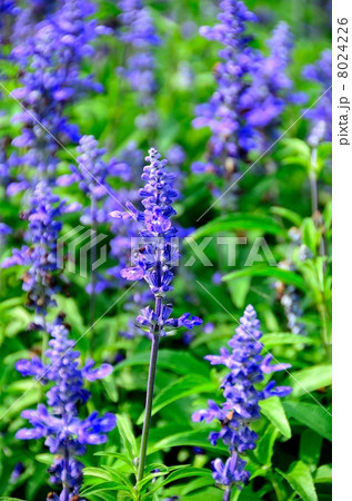 Lavender Lavender 8024226