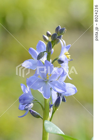 ミズアオイ 8024236