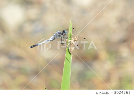 シオカラトンボ 8024262