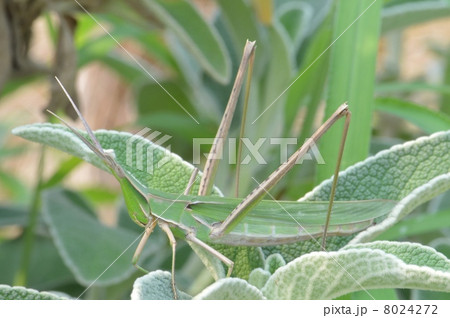 ショウリョウバッタ 8024272