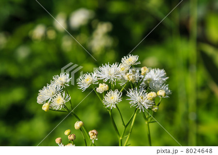 カラマツソウ カラマツソウ 8024648