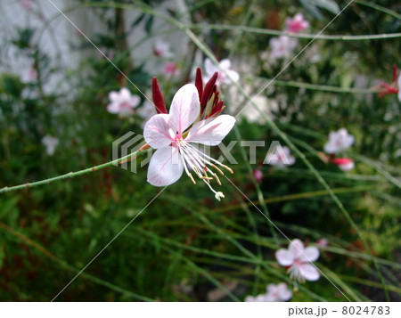 ガウラ　花　植物 8024783