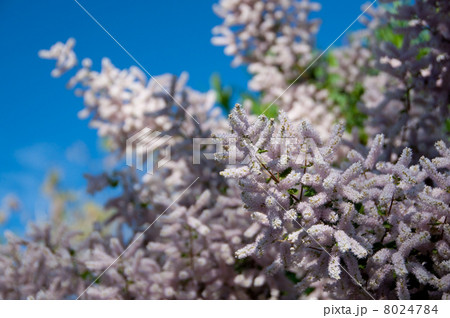 フブキバナ 8024784