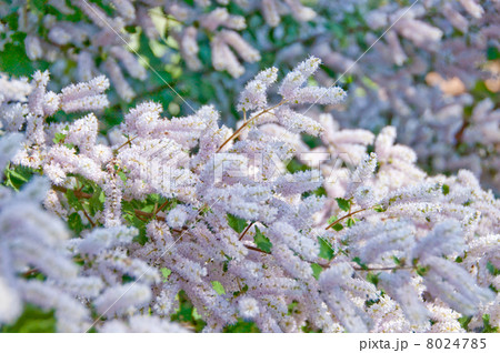 フブキバナ一面 8024785