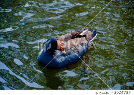 嘴の赤い水鳥 8024787