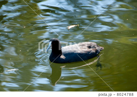 嘴の白い水鳥 8024788