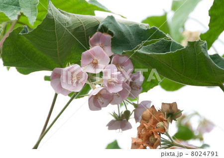 ドンベヤ 8024791