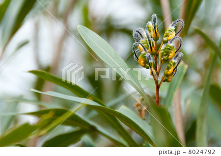 グレビレア　緑の花 8024792