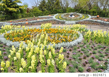 花時計　デンパーク 8024871