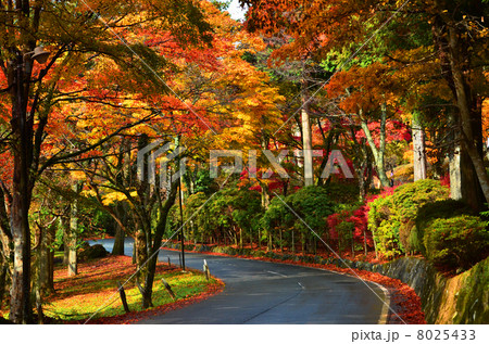 紅葉_1 紅葉_1 8025433