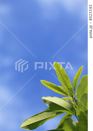 ヒメユズリハの葉と青空 ヒメユズリハの葉と青空 8025592