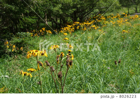 マルバダケブキの群生 8026223