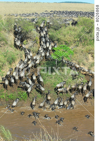 ヌーの大移動 ヌーの大移動 8026868