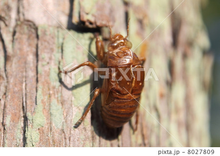 セミの抜け殻 8027809