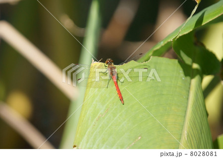 赤とんぼ 秋茜 水カンナの葉先で一休み 赤とんぼ 秋茜 水カンナの葉先で一休み 8028081