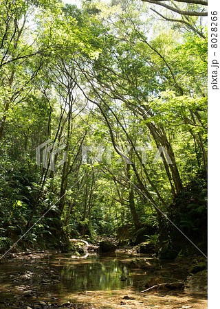 やんばる 8028266