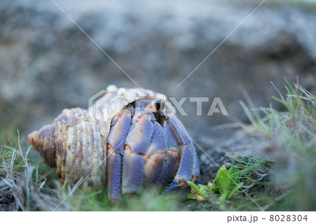 オカヤドカリ 8028304