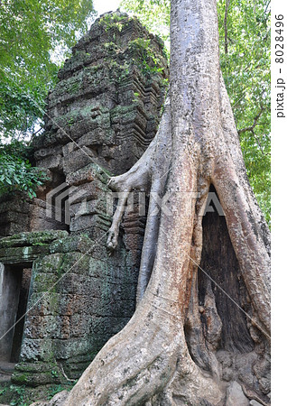 タ・プロム 8028496