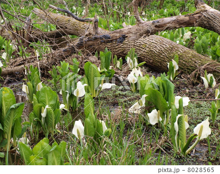 春のミズバショウ 春のミズバショウ 8028565