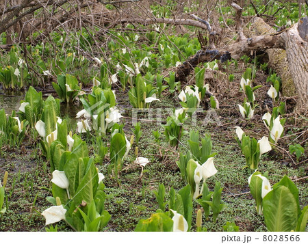 群生している水芭蕉 群生している水芭蕉 8028566