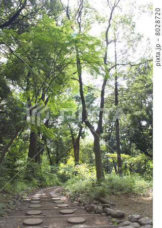 有栖川宮記念公園、新緑の歩道 8028720