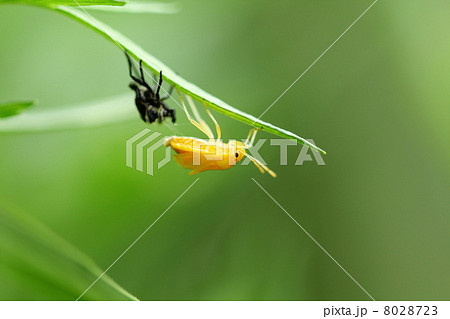 アカスジキンカメムシの幼虫 脱皮の写真素材