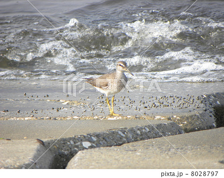 岸壁の石の上に旅鳥のキアシシギ 8028797