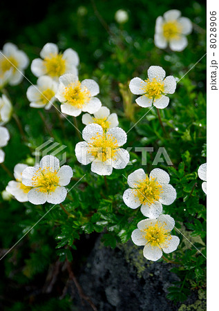 朝露に濡れるチングルマ 8028906