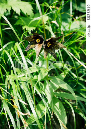 クロユリ 8028910