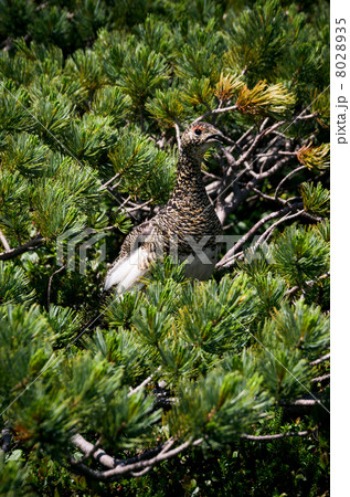 ハイマツとライチョウ 8028935