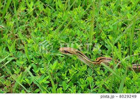 獲物はどこだ！？ 8029249