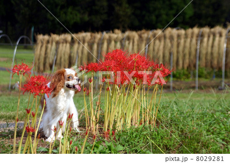 犬と彼岸花と稲干し風景 犬と彼岸花と稲干し風景 8029281