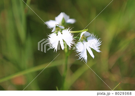 サギソウ 8029368