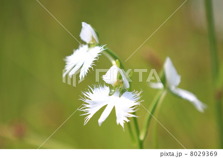 サギソウ 8029369