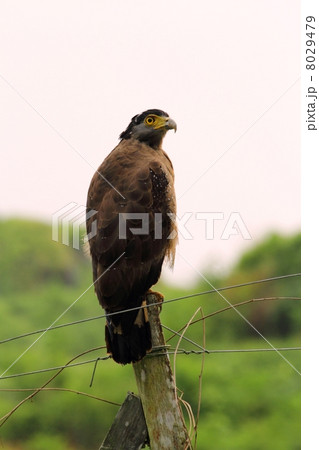 Crested Serpent Eagle （カンムリワシ） 8029479
