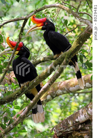 Rhinoceros Hornbill （サイチョウ）ペア 8029481