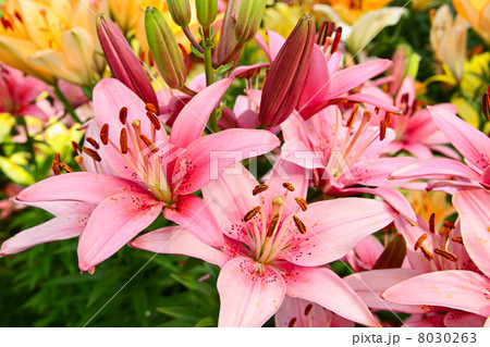 Luxury flowers 8030263