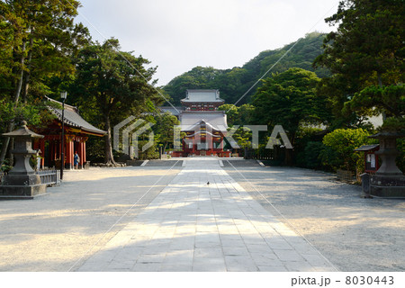 夏の鶴岡八幡宮 鎌倉 夏の鶴岡八幡宮 鎌倉 8030443