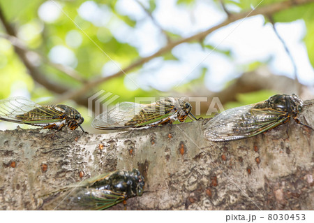 クマゼミ 8030453