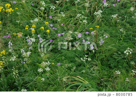 飯豊のお花畑 8030785