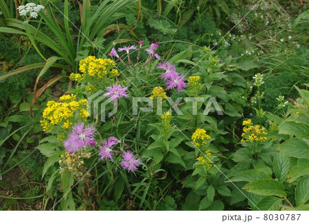 飯豊のタカネナデシコ 8030787