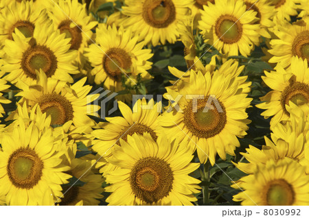 ヒマワリの花 8030992