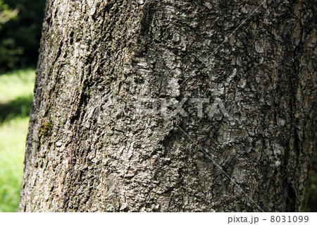 コヒガンザクラ コヒガンザクラ 8031099