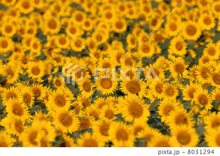 ヒマワリ畑 8031294