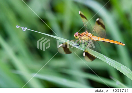 朝露とミヤマアカネ 8031712